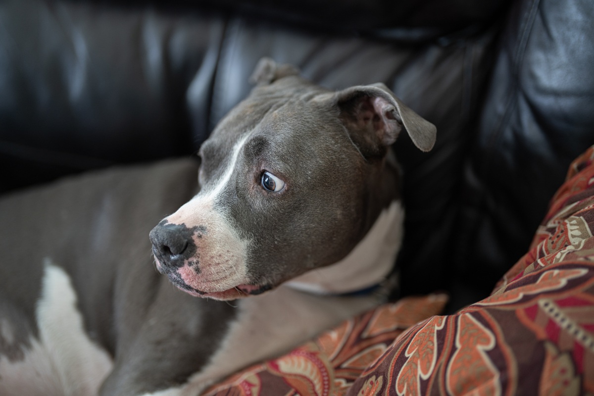 anxious dog training