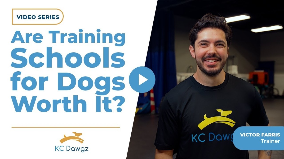 training schools for dogs