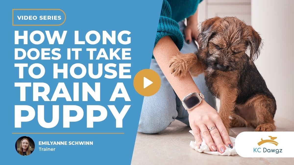how long does it take to house train a puppy