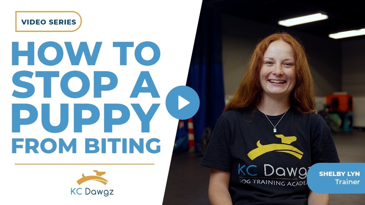 how to stop puppy biting
