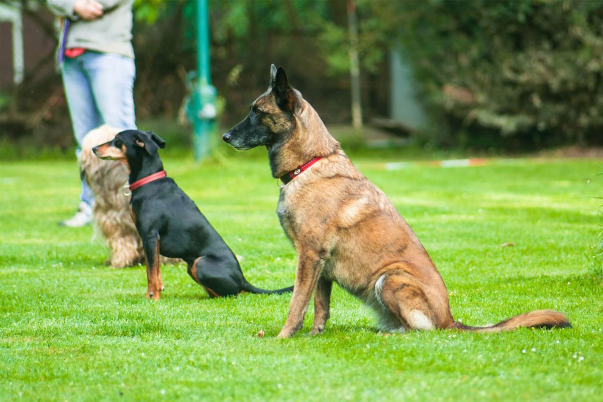 advanced dog training