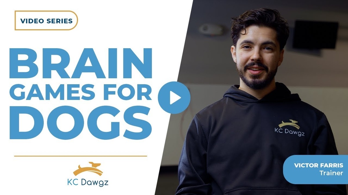 brain games for dogs