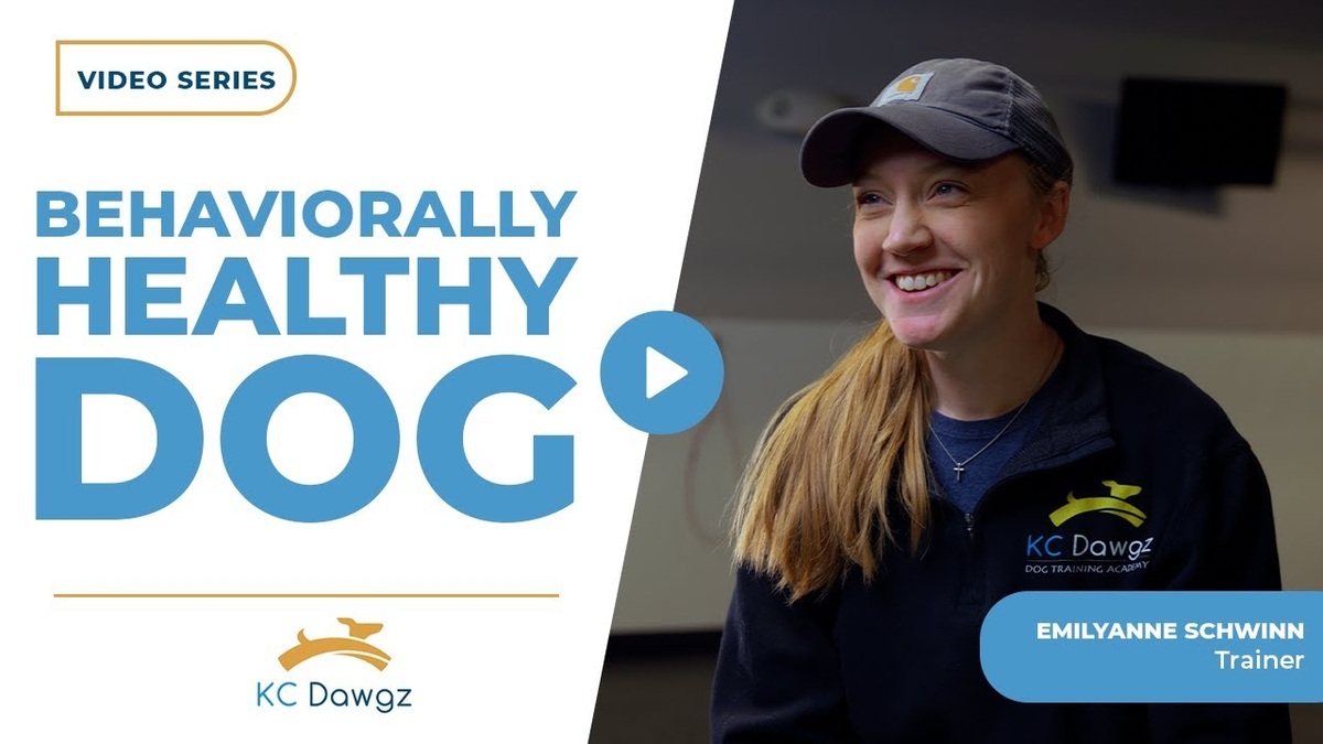 characteristics of a dog