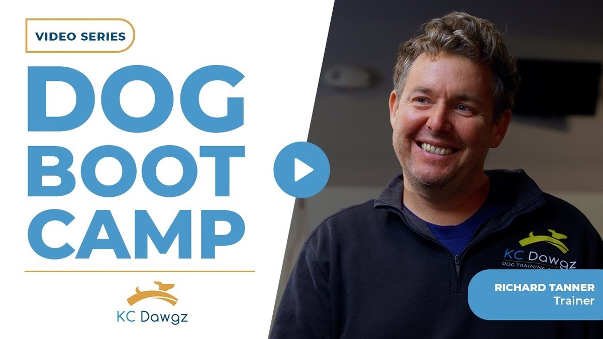 dog boot camp