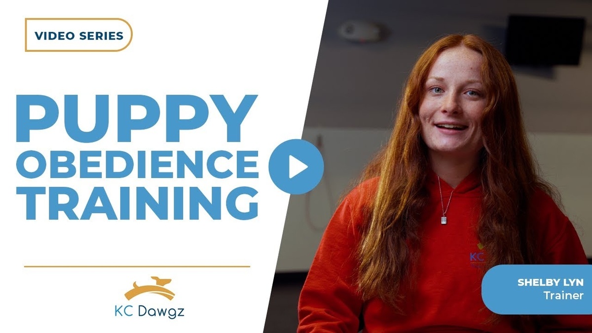 Puppy Obedience Training