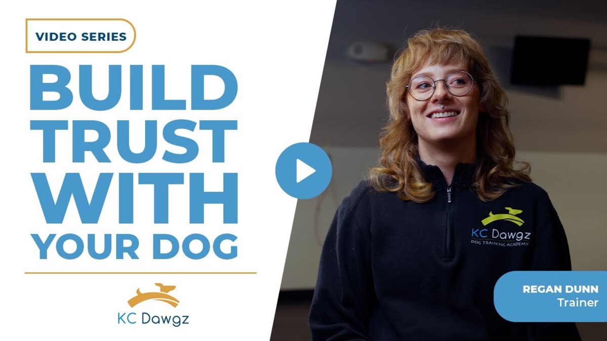 How to Build Trust With Your Dog