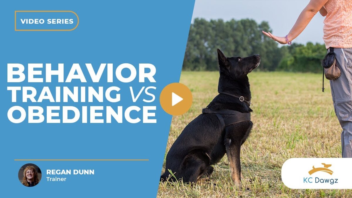 dog behavior training