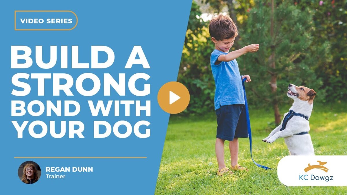 how to bond with your dog