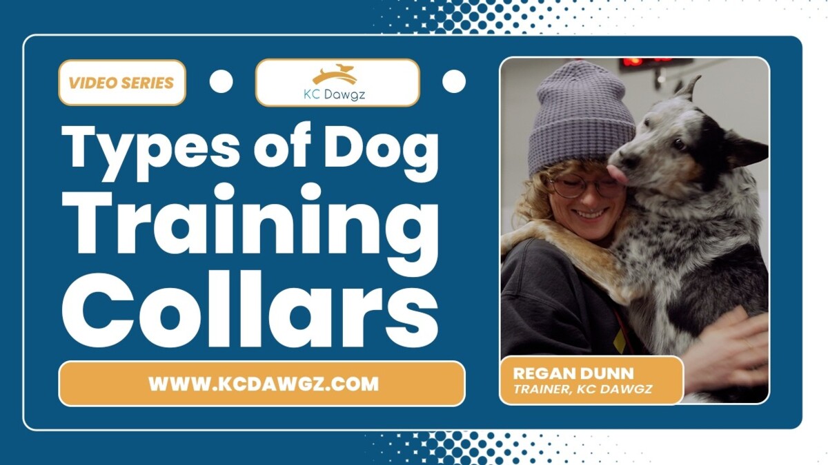 Types of Dog Training Collars