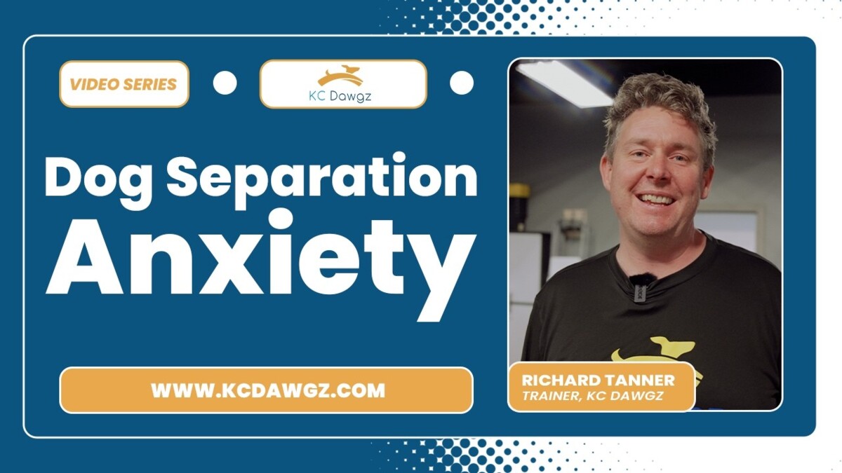 Dog Separation Anxiety Training