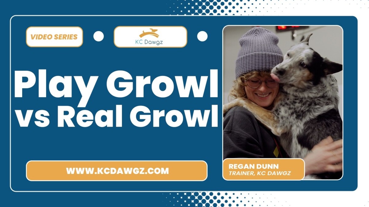 Play Growl vs Real Growl