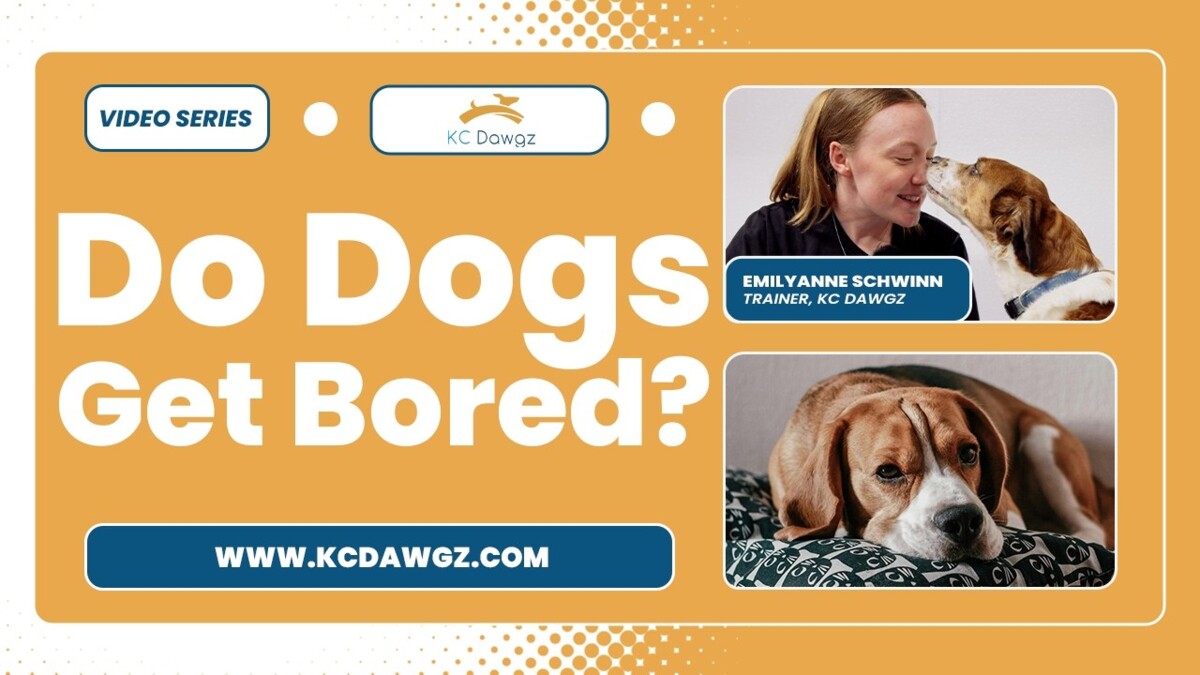 Do Dogs Get Bored?