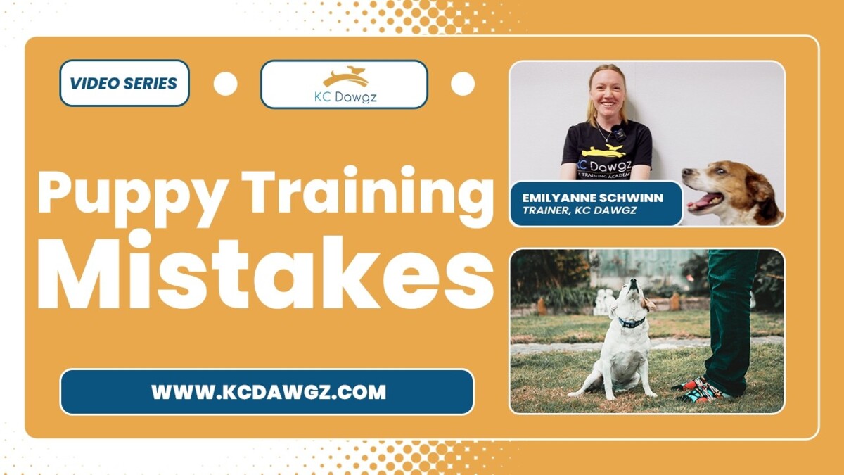puppy training mistakes