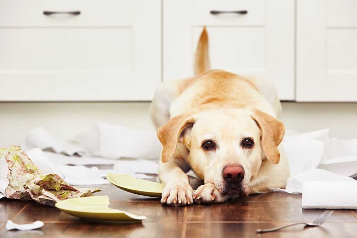 does dog training depend on breed