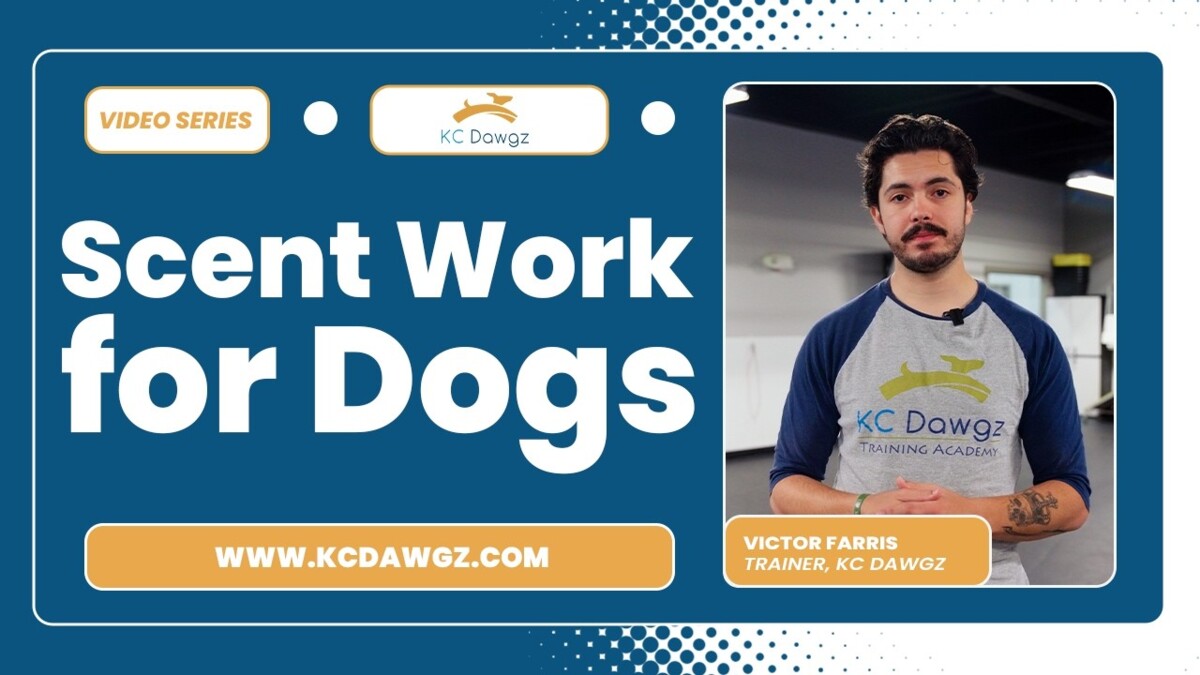 scent work for dogs