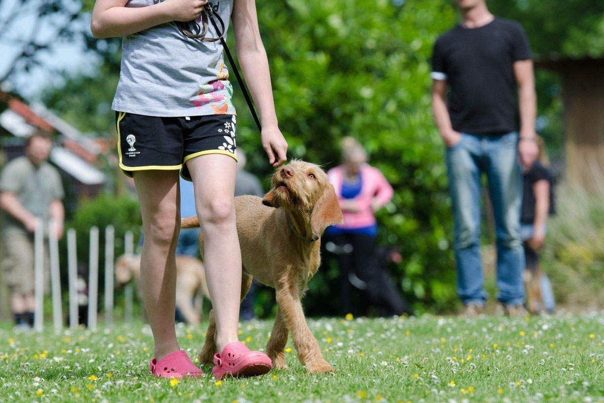 Puppy Training Overland Park Image