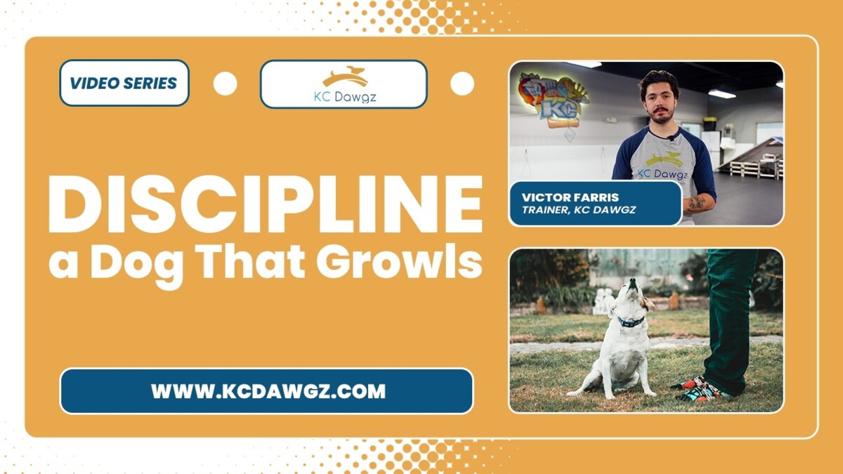 discipline a dog that growls