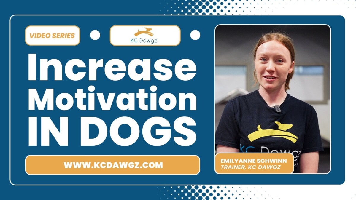 increase motivation in dogs