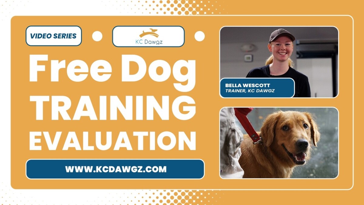 free dog training evaluation
