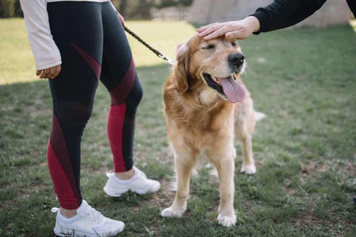Dog Training in Leawood, KS Banner
