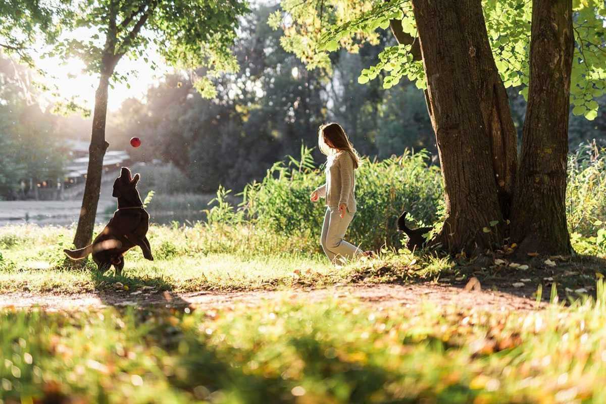 Expert Dog Training in Lenexa, KS - Image 1