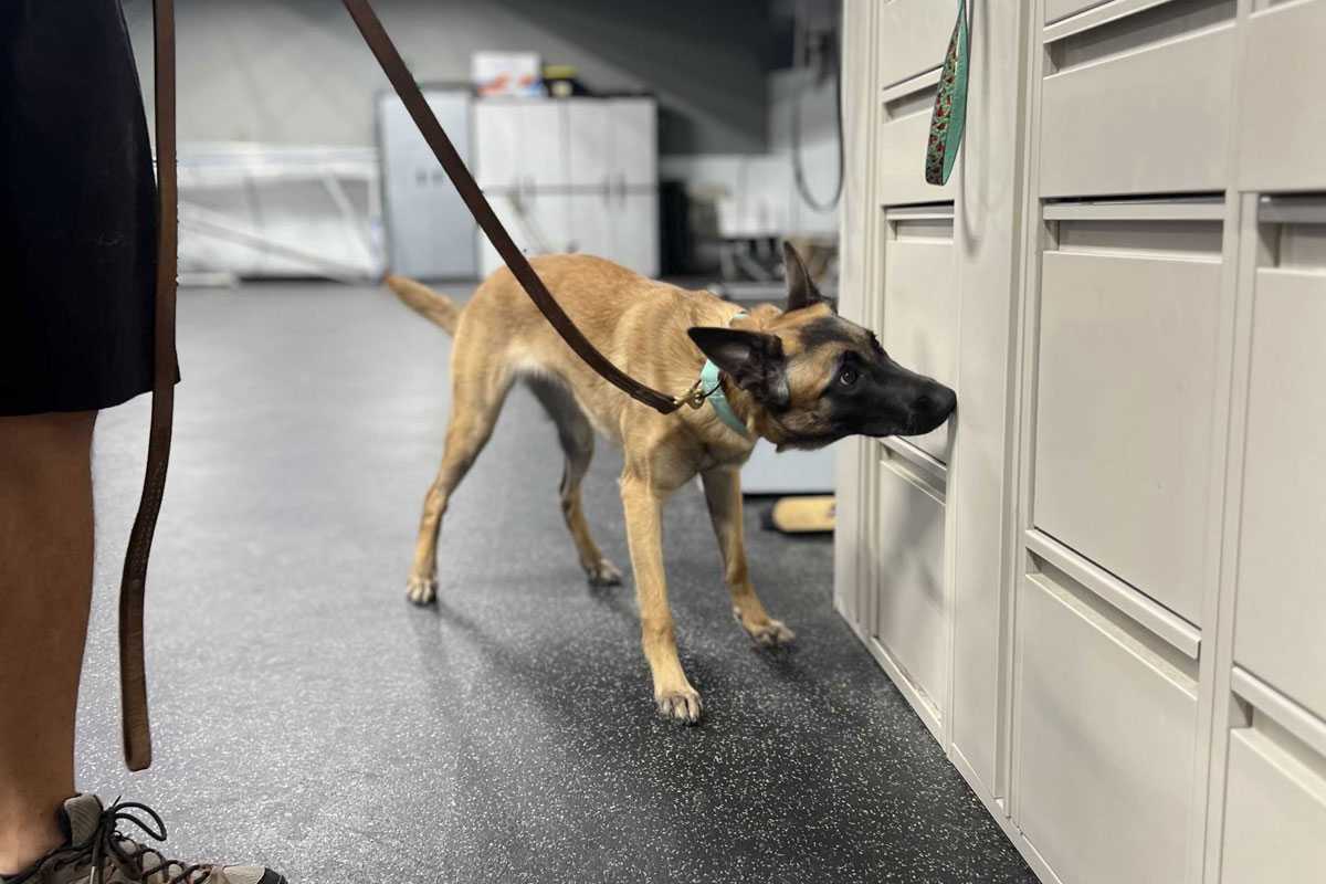 Real-World Dog Training in Shawnee, KS - Image 1