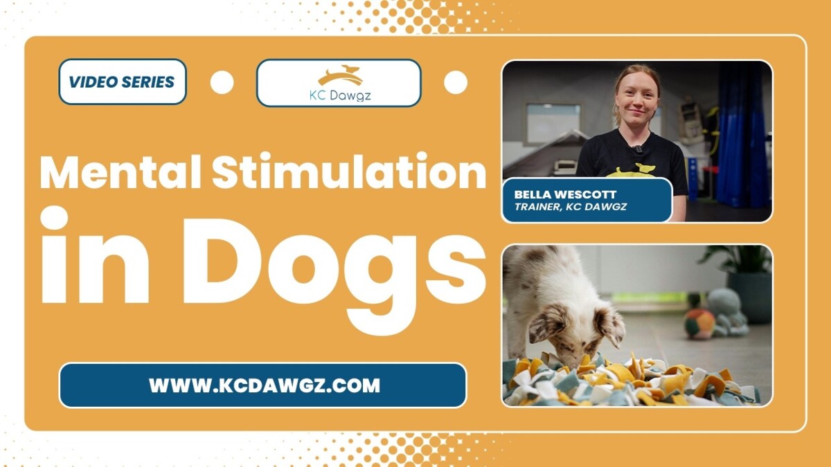 dogs mental stimulation