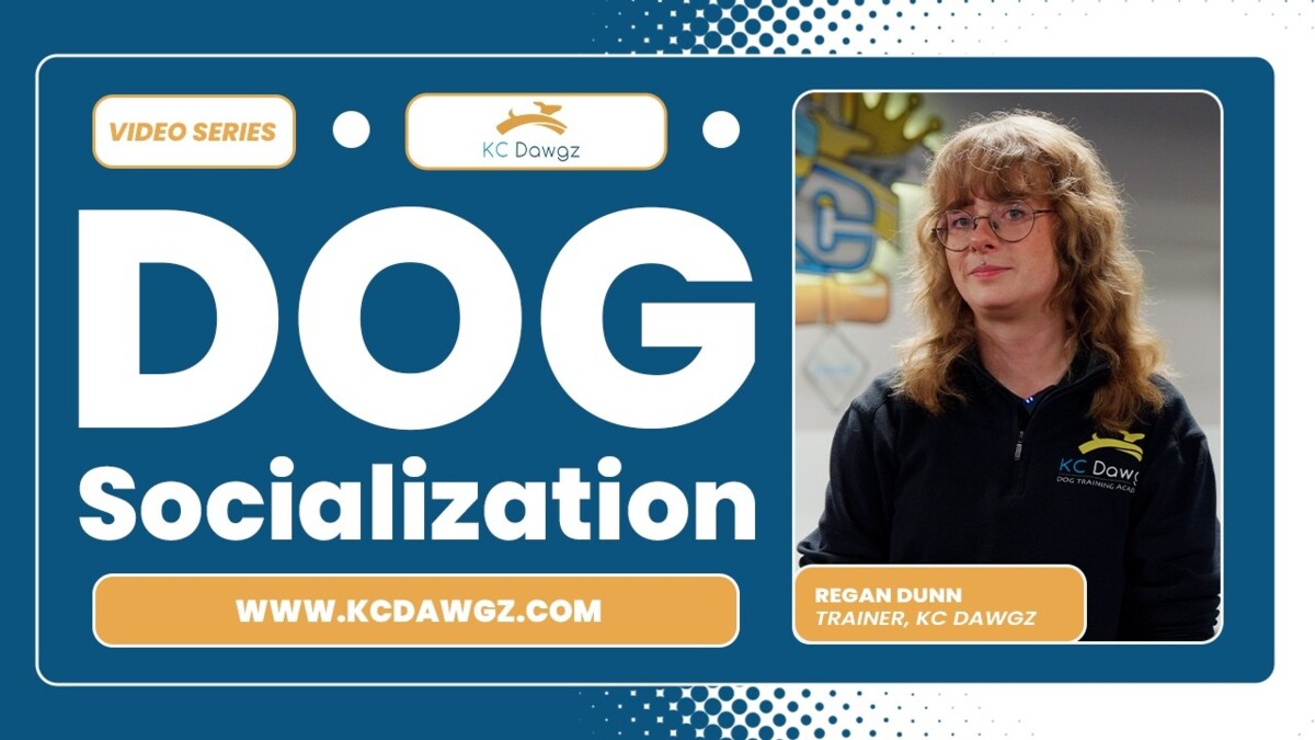 dog socialization