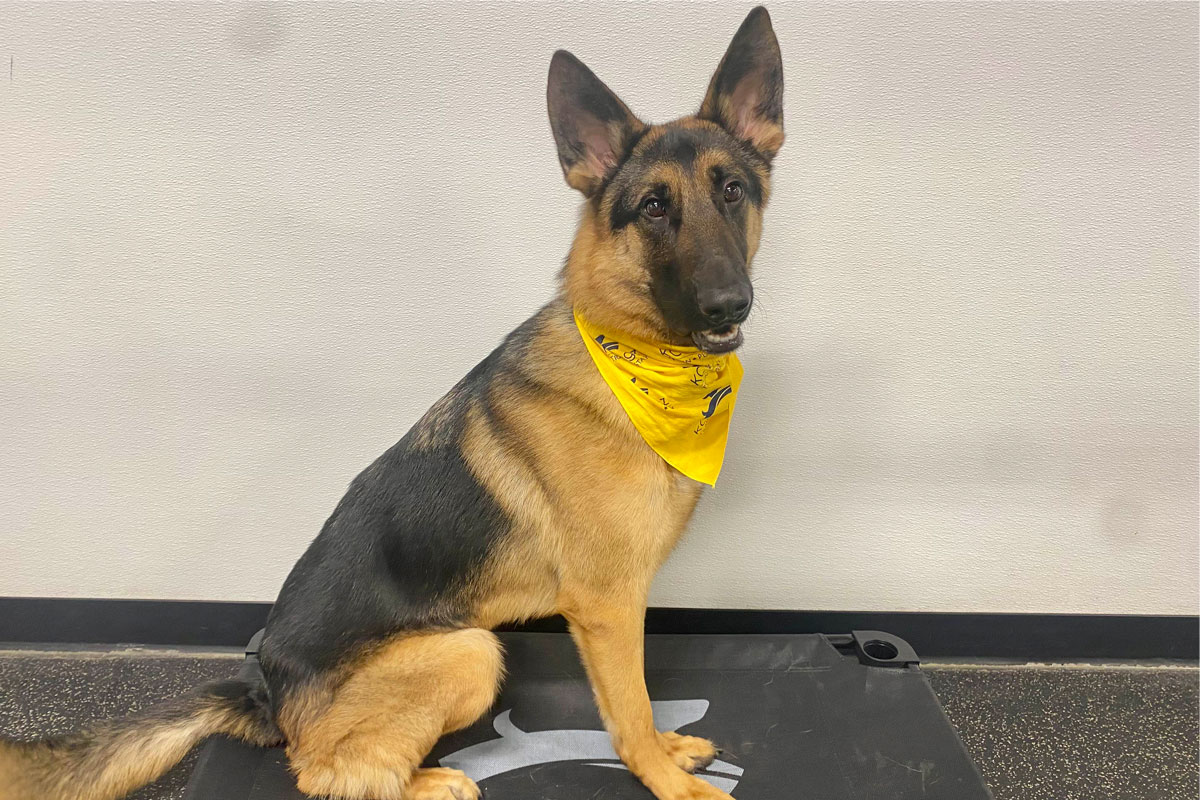 German Shepherd sitting on the KC Dawgz training cot