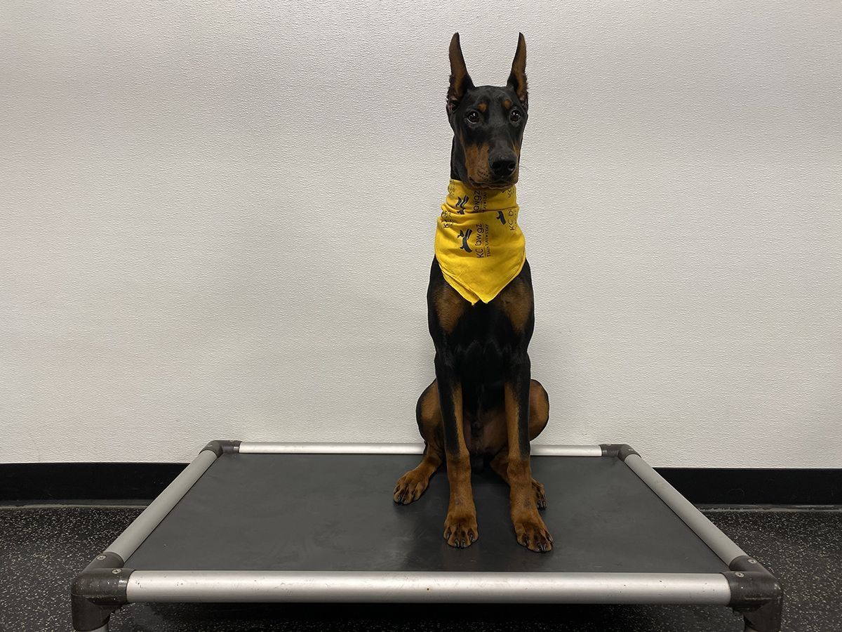 Doberman Pinscher sitting on the KC Dawgz training cot