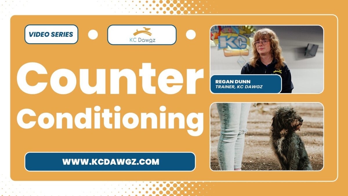 dog counterconditioning
