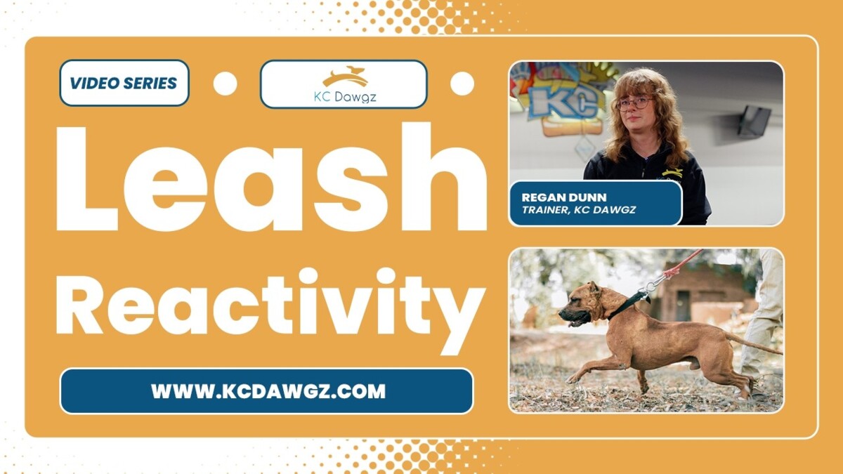 leash reactivity