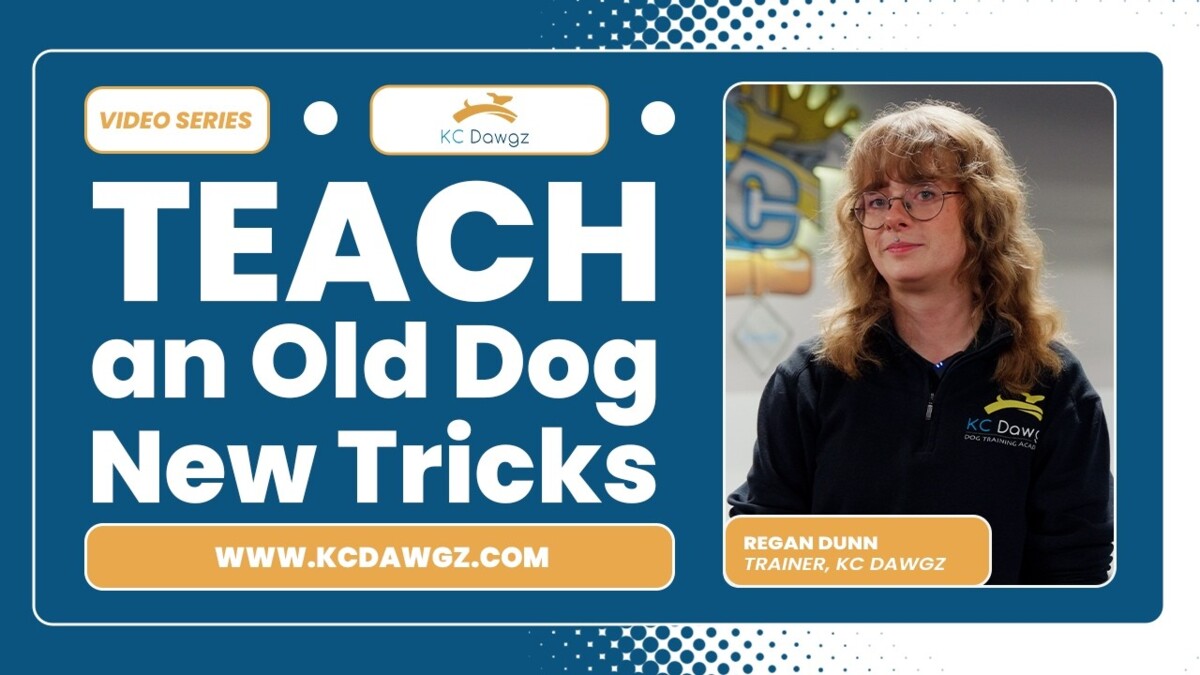 old dog tricks