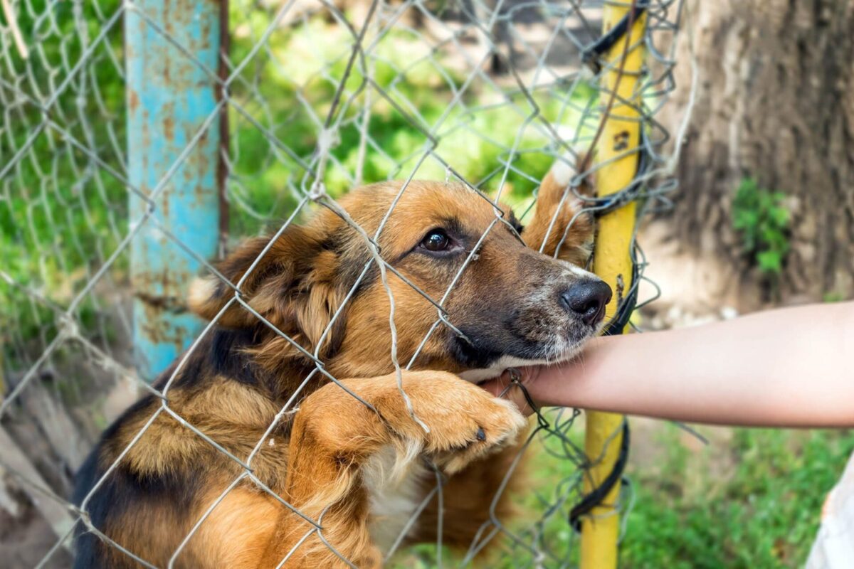 3-3-3 rule for rescue dogs