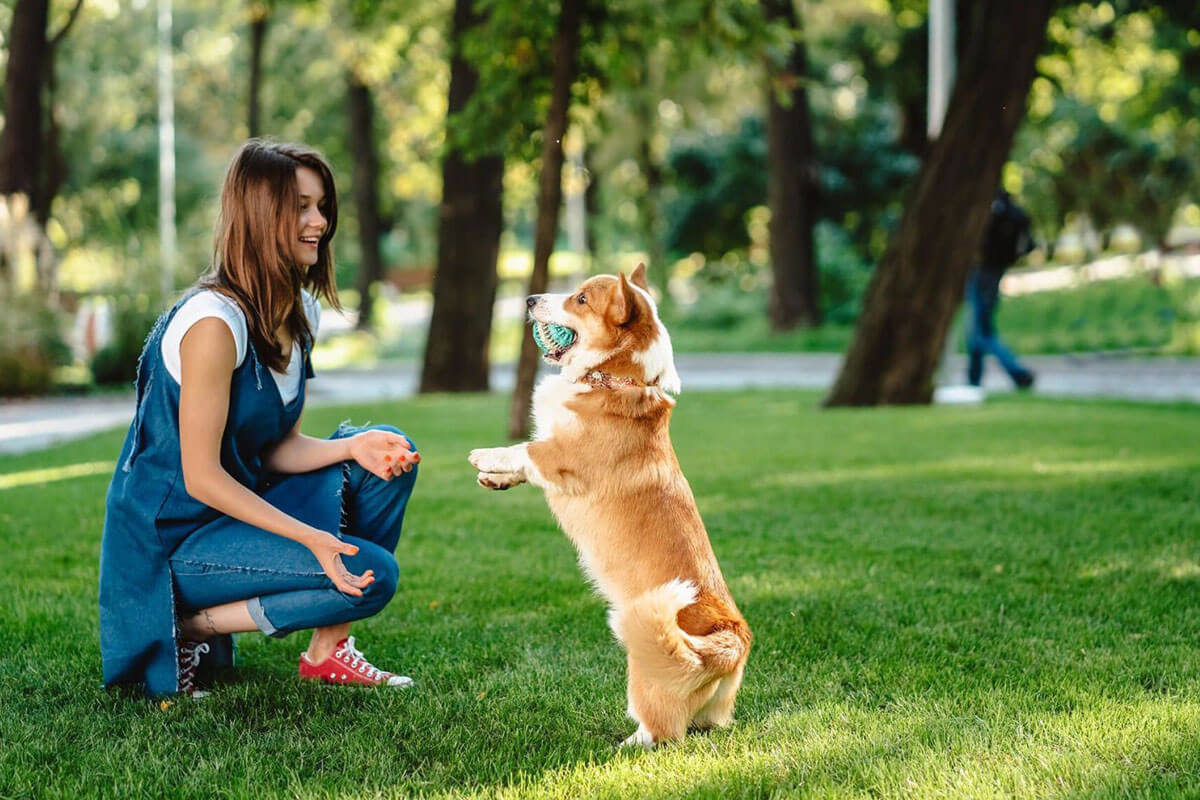 what happens if you never train your dog
