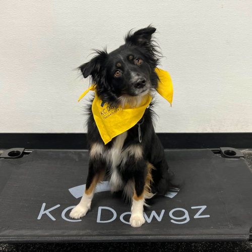 dog graduate