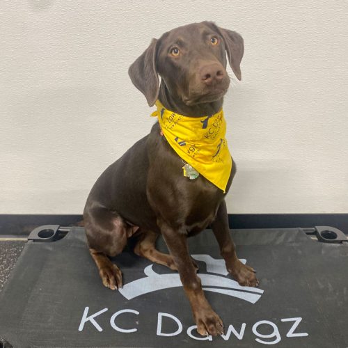 dog graduate KC Dawgz